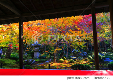 [京都府]圓光寺框架庭園的秋葉（樹牛之庭） 109083479