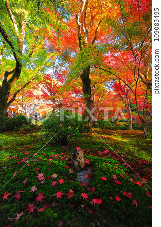 [Kyoto Prefecture] Autumn leaves at Enkoji Temple on a clear day 109083495