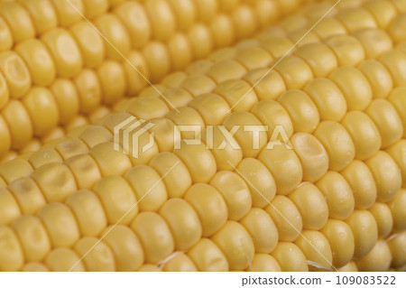 a ripe corn cob covered with water drops 109083522