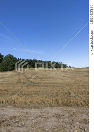 stubble and straw after the wheat harvest 109083583