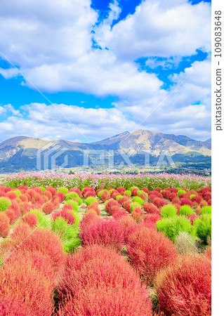 熊本縣阿蘇郡地膚和大波斯菊田以及阿蘇山 109083648