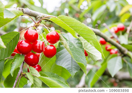 Red Ripe Cherries (Sato Nishiki) Cherry Picking Higashine City, Yamagata Prefecture 109083898