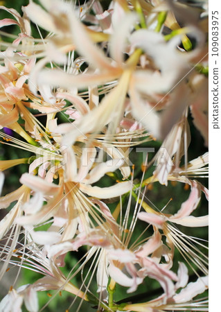 White cluster amaryllis in full bloom 109083975