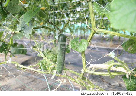 cucumbers growing in the field 109084432