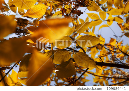 ash foliage changing color from green to yellow-orange ash foliage changing color from green to yellow-orange 109084441
