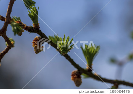 European larch during the appearance of the first needles in spring 109084476