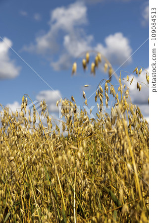 sunny weather in the field with a harvest of oats 109084513