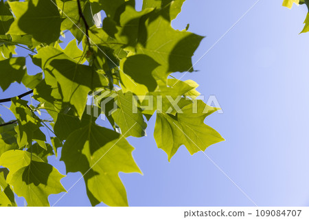 tulip tree with green foliage in windy weather 109084707