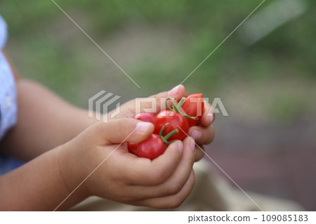 一個孩子的手抓著櫻桃番茄 一個孩子的手抓著櫻桃番茄 109085183