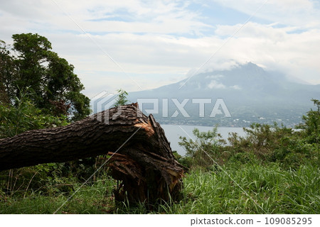 A large tree felled by a typhoon 109085295