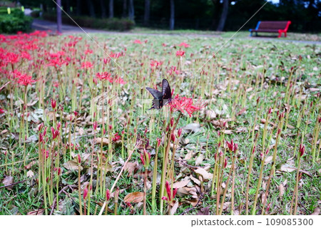 Black swallowtail perched on red spider lily in the park Black swallowtail perched on red spider lily in the park 109085300