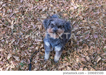 Cute poodle looking forward to playing on the grass in the park 109085500