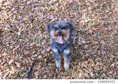 Cute poodle looking forward to playing on the grass in the park 109085501