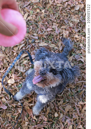 Cute poodle looking forward to playing ball on the grass Cute poodle looking forward to playing ball on the grass 109085522