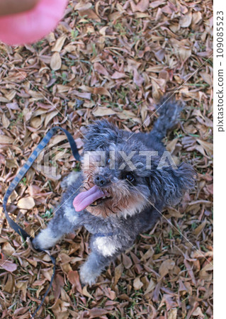 Cute poodle looking forward to playing ball on the grass Cute poodle looking forward to playing ball on the grass 109085523