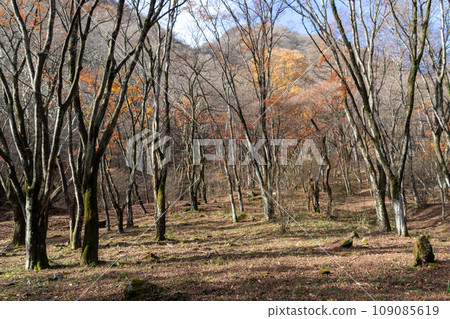 深秋的群馬縣伊香保森林公園 深秋的群馬縣伊香保森林公園 109085619