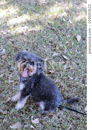 Cute poodle looking forward to playing on the grass Cute poodle looking forward to playing on the grass 109085625