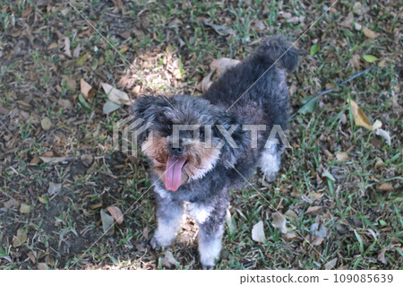 Cute poodle looking forward to playing on the grass Cute poodle looking forward to playing on the grass 109085639