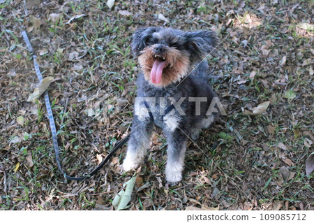 Cute poodle looking forward to playing on the grass 109085712