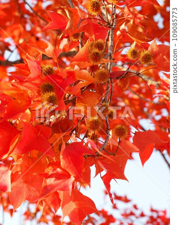 台灣楓樹，秋天的葉子和果實（台灣楓樹沐浴在透過樹葉的陽光中） 109085773