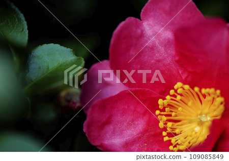 Sasanqua flowers seen in the neighborhood 109085849