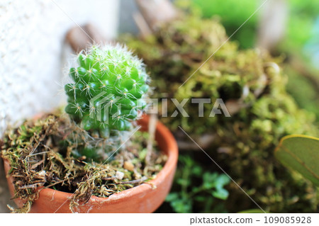 cute little cactus 109085928