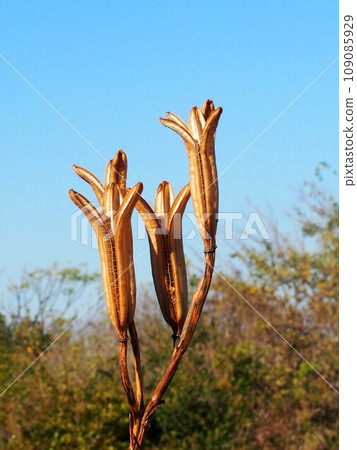 百合花沐浴在秋天的天空和陽光下 109085929