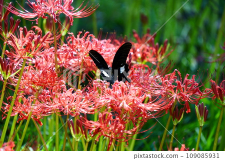 黑燕尾包裹著簇孤挺花 黑燕尾包裹著簇孤挺花 109085931