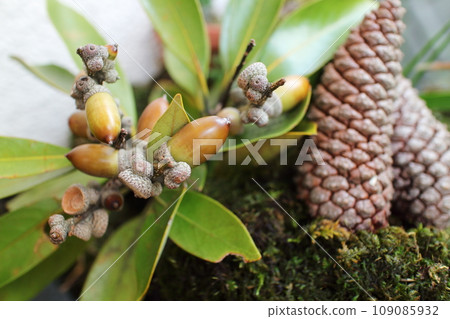 橡子和松果 橡子和松果 109085932