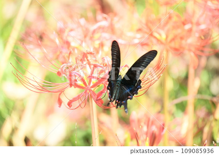 Black swallowtail perched on autumn red spider lily 109085936