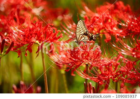Yellow swallowtail sucking nectar from cluster amaryllis 109085937