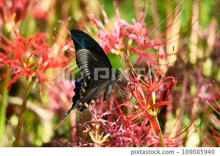 A cute black swallowtail sucking nectar from a red spider lily 109085940