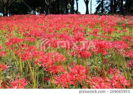 Red spider lilies at Yoshino Park 109085953