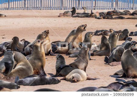 Seals at cape cross Seals at cape cross 109086099
