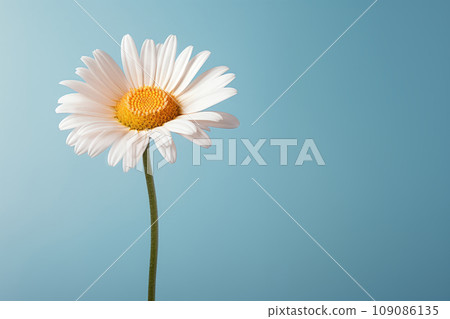 A daisy flower with a large pattern on a light background. A daisy flower with a large pattern on a light background. 109086135