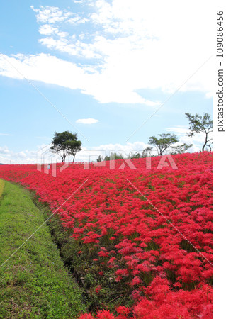 伊佐市大口太田的紅蜘蛛百合永遠持續下去 伊佐市大口太田的紅蜘蛛百合永遠持續下去 109086456