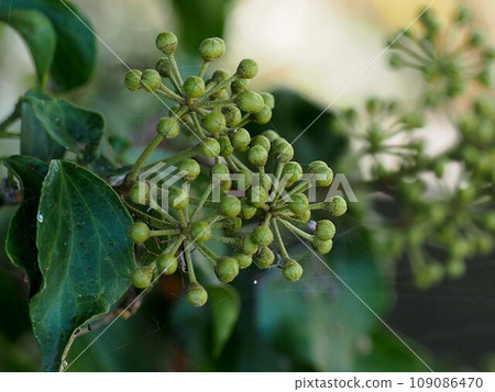 Close-up of ivy leaves and buds (tree ivy with lots of buds) 109086470