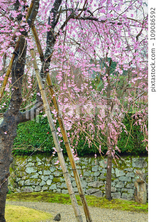 Beautiful weeping cherry blossoms at Enkoji Temple (Sakyo Ward, Kyoto City) 109086592
