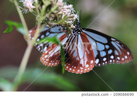 Asagi madara 109086690