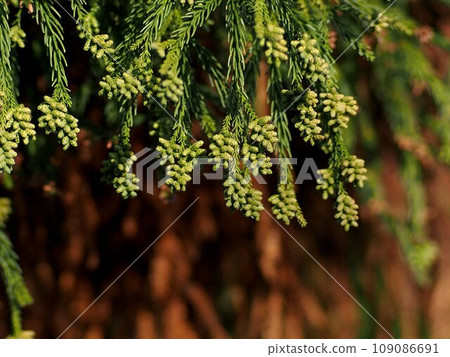 A cedar tree with green male flowers on its branches (close-up of a cedar branch exposed to sunlight) A cedar tree with green male flowers on its branches (close-up of a cedar branch exposed to sunlight) 109086691