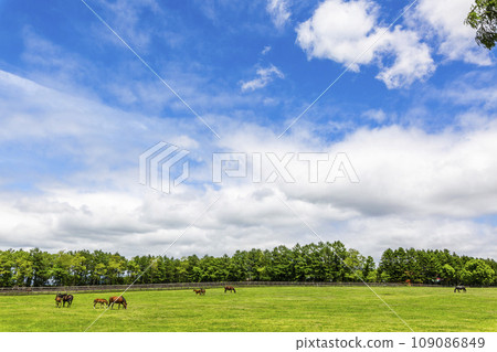 Blue skies and racehorse ranch, Oiwake Town, Hokkaido Blue skies and racehorse ranch, Oiwake Town, Hokkaido 109086849