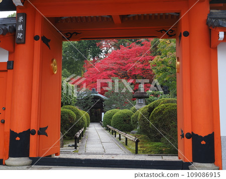 Autumn leaves in Kyoto 109086915