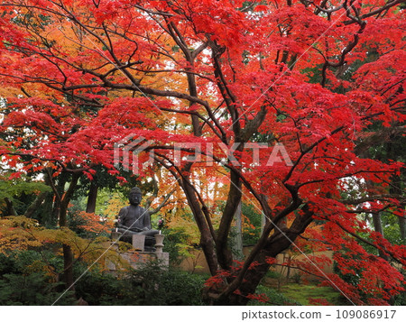 秋葉在京都 秋葉在京都 109086917