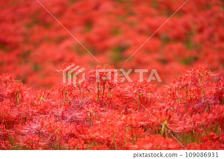 美麗的紅蜘蛛百合 美麗的紅蜘蛛百合 109086931
