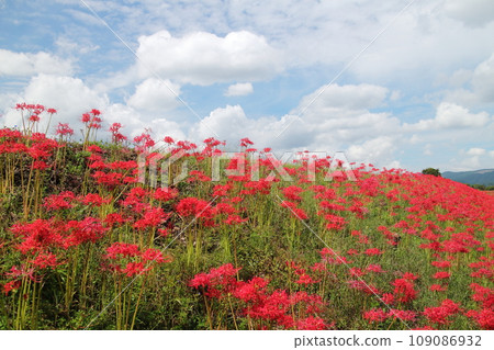 紅蜘蛛百合簇景觀 紅蜘蛛百合簇景觀 109086932
