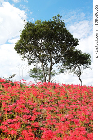 Spider lilies in full bloom and trees on the hill 109086955