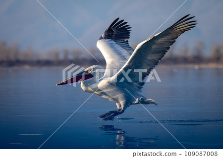 Dalmatian pelican taking off from calm waters 109087008