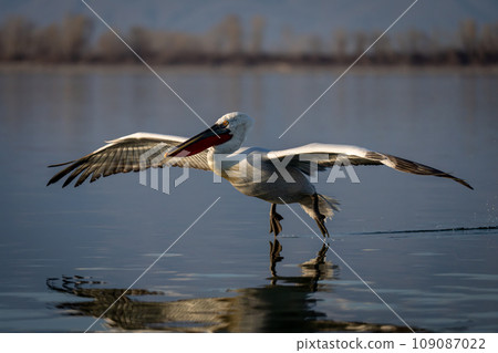 Dalmatian pelican trails feet over calm lake Dalmatian pelican trails feet over calm lake 109087022