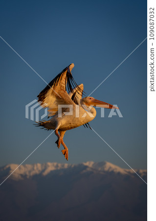 Great white pelican flies above snow-capped mountains 109087032