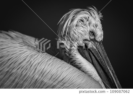 Mono close-up of pelican on blue lake 109087062
